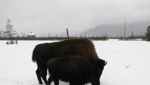 Żubry pod obserwacją naukowców