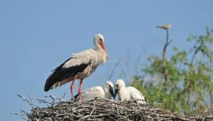 Po zimowej rehabilitacji bociany wracają do dawnych miejsc gniazdowania.