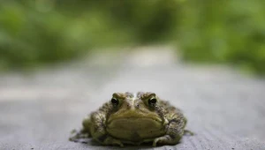 Dotychczas udało się uratować 4071 płazów