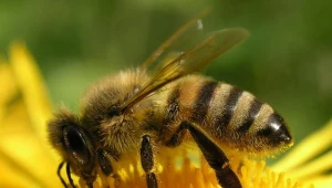 Wymierają pszczoły - rusza kampania informacyjna
