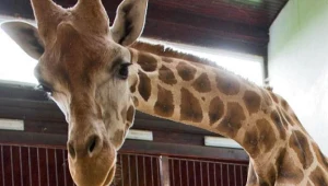 Samiec Tofik - ostatnia z trzech żyraf w zoo w Łodzi/fot. Grzegorz Michałowski