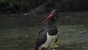 Bociany czarne odlatują do Afryki /fot. P. Płaczkowski