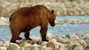 W poznańskim ogrodzie zoologicznym ma powstać w przyszłym roku niedźwiedziarnia