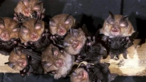Nietoperze szykują się do opuszczenia zimowiska