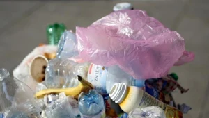 "Szczury to nowe zjawisko. Nigdy wcześniej u nas ich nie widziałam"