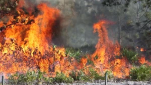 Maszyna spadła na tereny leśne (zdjęcie ilustracyjne)
