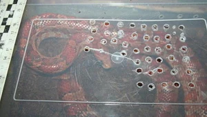 Wąż był dobrze zabezpieczony w terrarium

