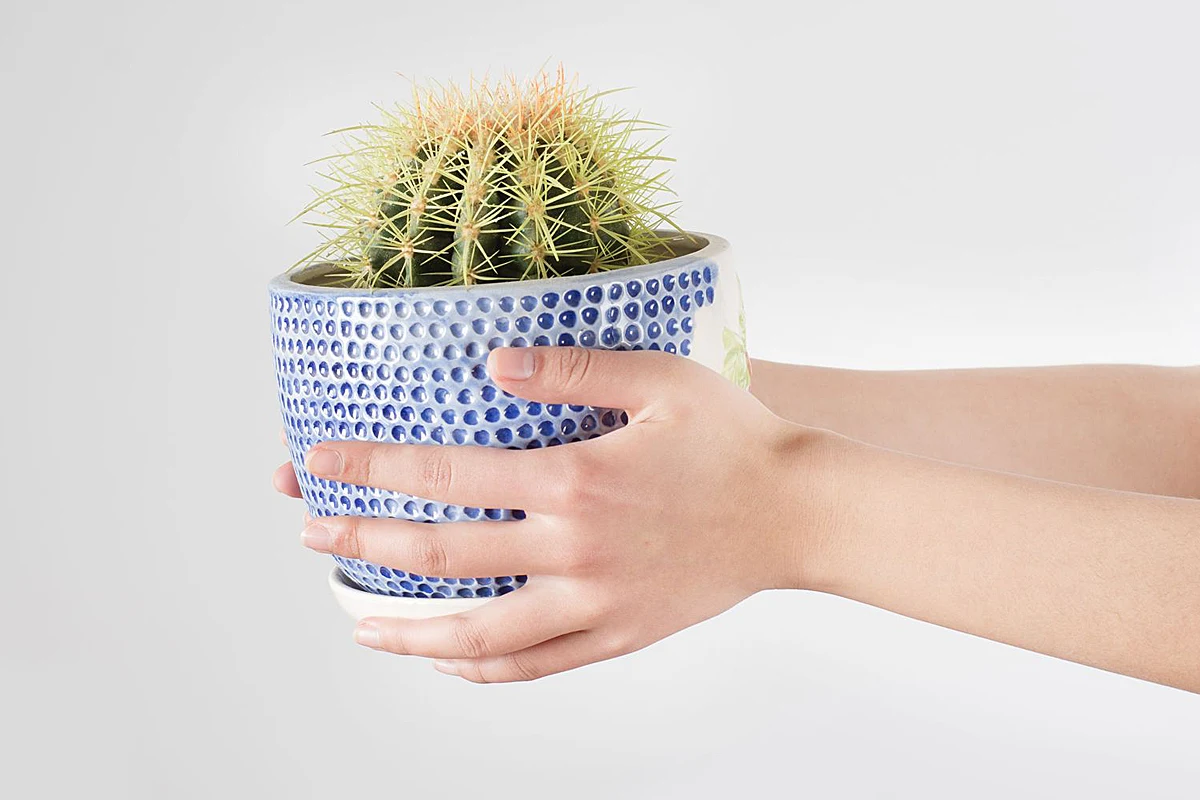 Kaktusy źle znoszą nadmiar wilgoci