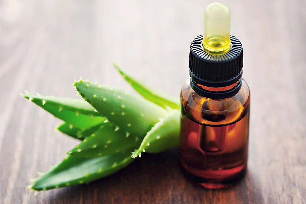 Aloes podbił serca Polek. Coraz więcej kobiet korzysta z jego dobroczynnych właściwości Aloes podbił serca Polek. Coraz więcej kobiet korzysta z jego dobroczynnych właściwości