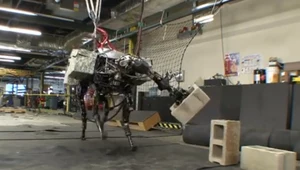 Big Dog.  Fot. Boston Dynamics