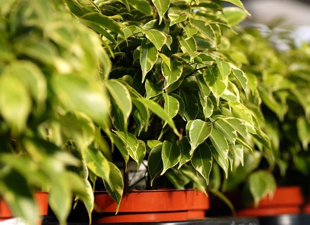 Fikus benjamina lubi kąpiel pod prysznicem Fikus benjamina lubi kąpiel pod prysznicem