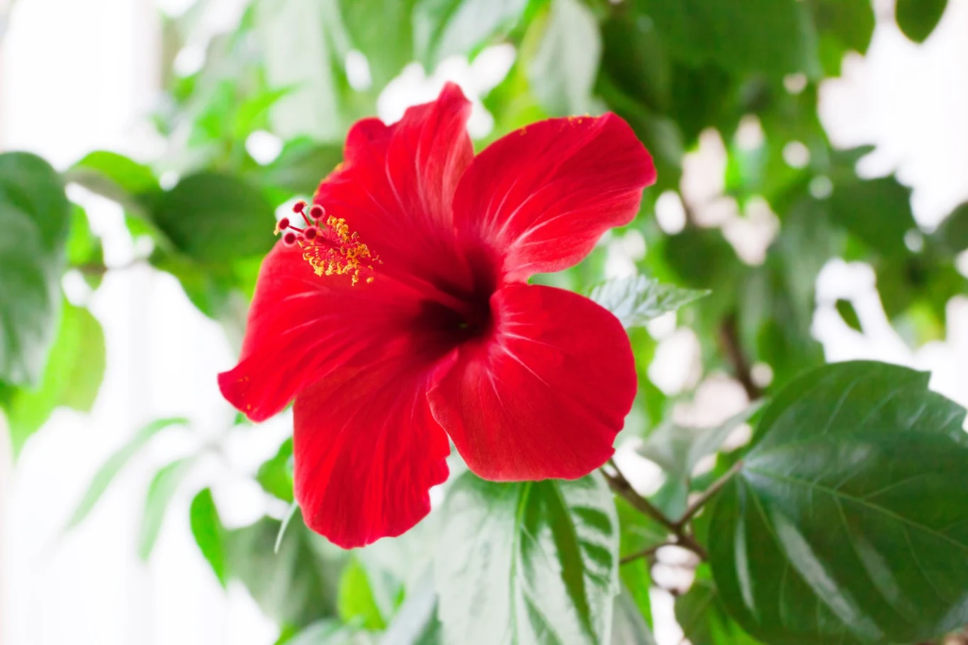 Do nawożenia hibiskusa najlepiej sprawdzi się nawóz o wysokiej zawartości fosforu 