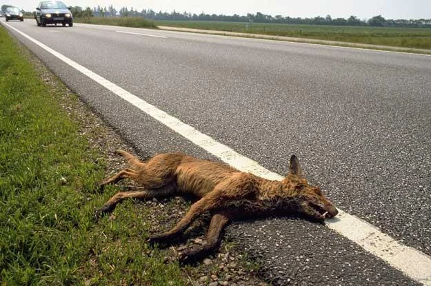 Fot. H.J. Roersma Fot. H.J. Roersma