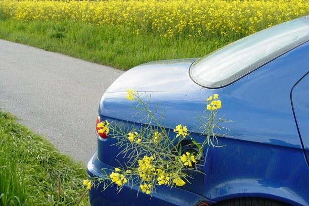 Wszystko rozbija się o rzepak...