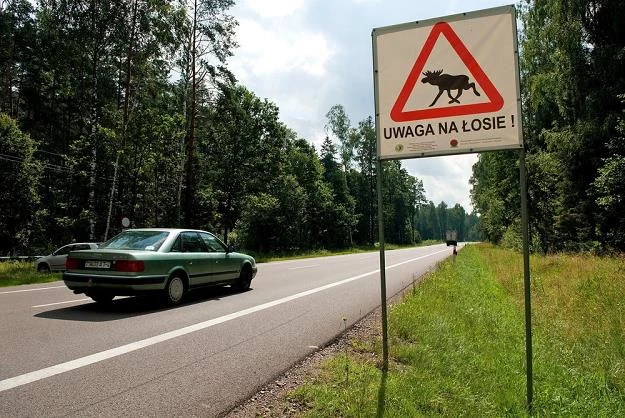 Zderzenia z łosiami są groźne również dla ludzi / Fot: Michał Kość