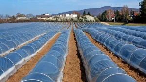 Niemiec zatrudnił się przy zbiorze szparagów z Polakami. Zdjęcie ilustracyjne. 