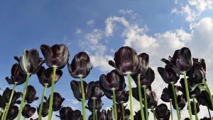 "Nie ma kwiatu który po rozwinięciu ma wszystkie elementy całkowicie czarne jak sadza"