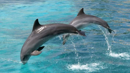Delfiny to ssaki wodne, które można spotkać w lecie na całym obszarze Morza Śródziemnego. Szczęśliwcy mogli je zobaczyć również w Bałtyku. Jak to możliwe?