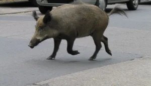 Dzik poszedł w miasto...