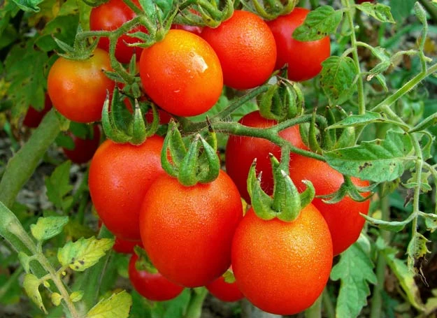 Pomidory dobrze jest sadzić w towarzystwie czosnku i bazylii