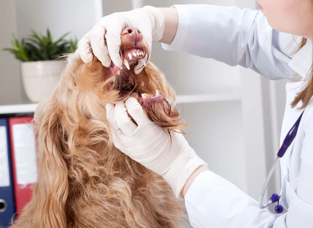 Najczęstszą przyczyną nieświeżego oddechu zwierząt są choroby przyzębia Najczęstszą przyczyną nieświeżego oddechu zwierząt są choroby przyzębia