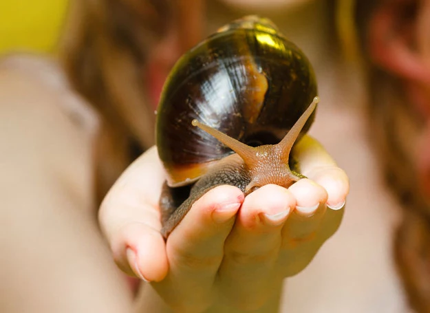 Śluz ślimaka ma właściwości regeneracyjne