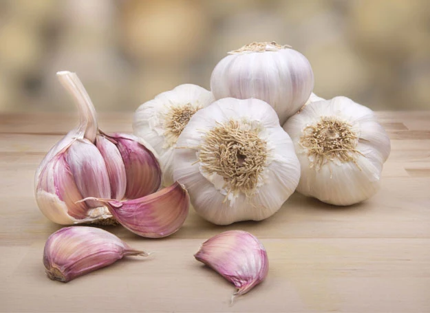 Czosnek ma wiele właściwości zdrowotnych. Warto go wykorzystać nie tylko do wzmocnienia własnej odporności, lecz również zabezpieczenia roślin przed chorobami grzybowymi. 