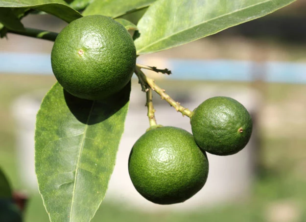 Limonki Limonki