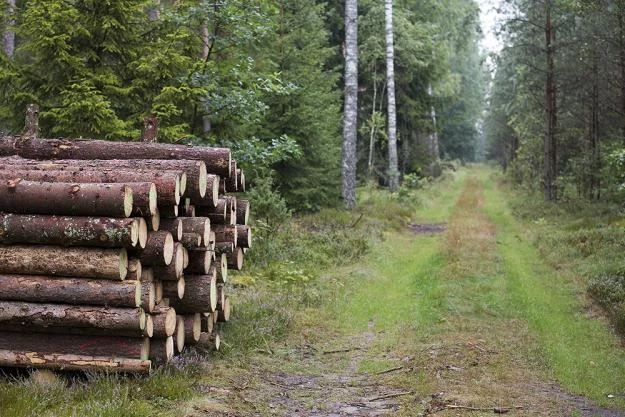 Leśnicy będą pilnować, by quady nie niszczyły lasów / Fot: Andrzej Hulimka