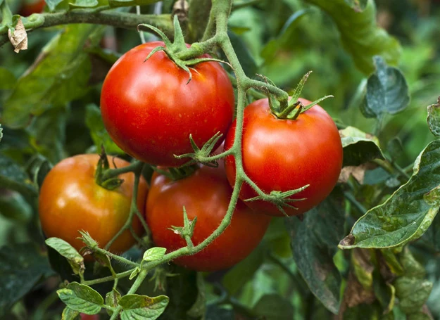 Z uwagi na zmienne warunki pogodowe najbardziej narażone na pękanie są pomidory uprawiane w gruncie.