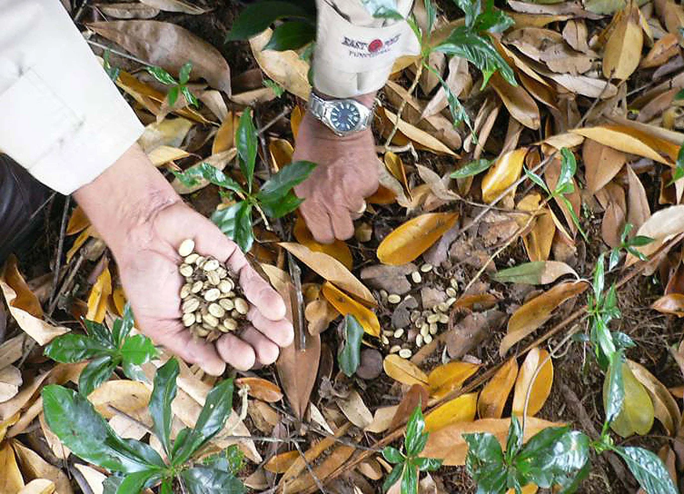 Zbiory Kopi Luwak Zbiory Kopi Luwak