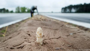 Polacy szukają pracy za granicą - nawet tej sezonowej. Zbiór szparagów w Niemczech ponownie stał się popularnym i poszukiwanym zajęciem. Zdj. ilustracyjne