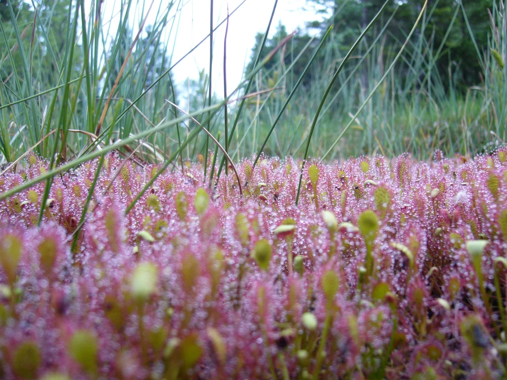 Świat roślin bagiennych, fot. Vorarlberg Tourismus, wioska Krumbach