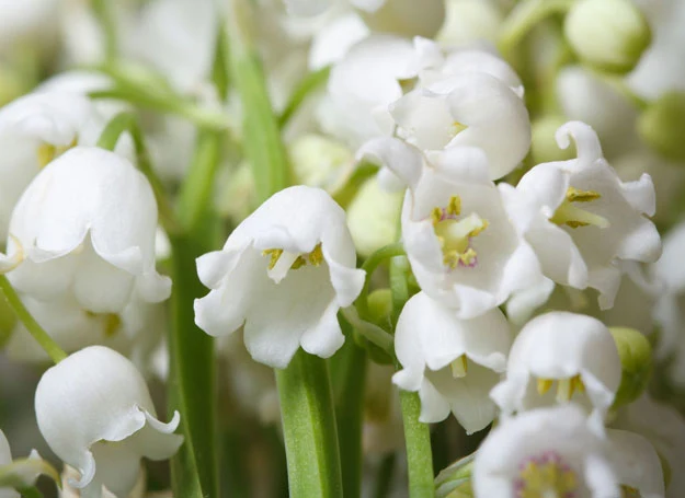 Konwalie wyróżniają się pięknymi, intensywnie pachnącymi kwiatami. Konwalie wyróżniają się pięknymi, intensywnie pachnącymi kwiatami.