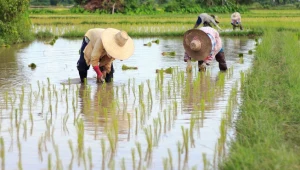 Rosną światowe ceny ryżu. Miliardom ludzi grozi głód
