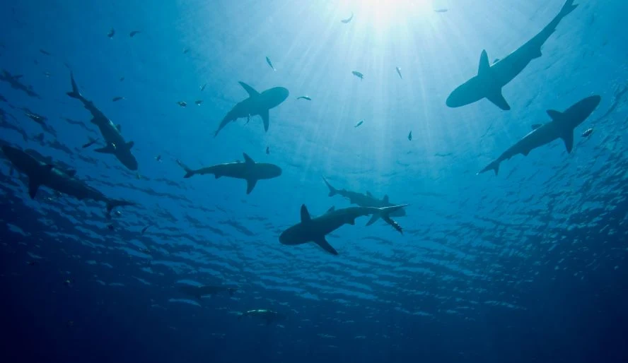 W Morzu Czerwonym żyją rekiny, a historie z przeszłości mówią o pojawieniu się ich w przybrzeżnych wodach 