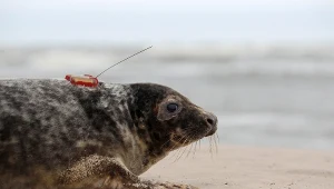 Zwierzęta zostały wyposażono w satelitarne nadajniki.