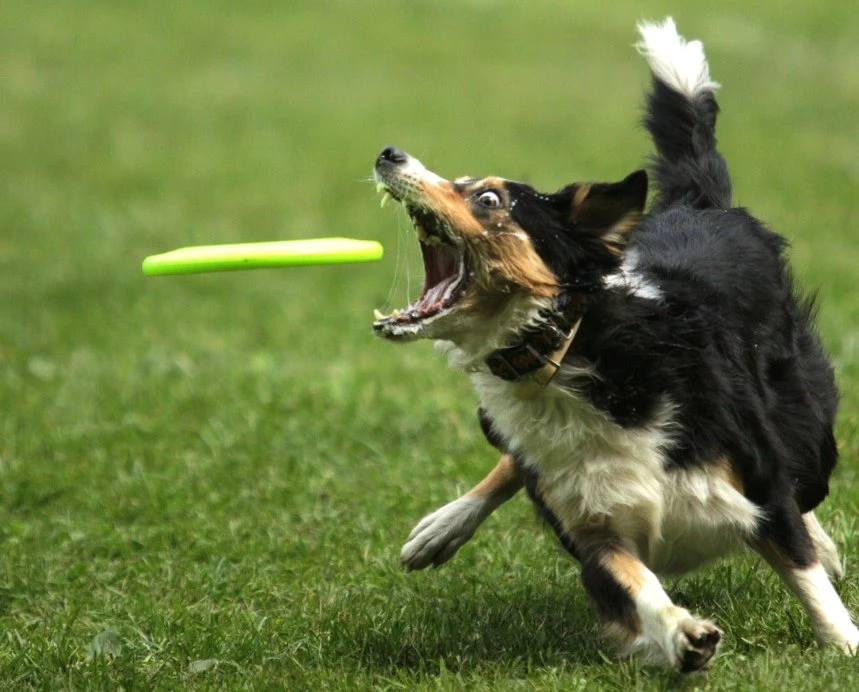Niektóre psy wprost uwielbiają zabawę z frisbee Niektóre psy wprost uwielbiają zabawę z frisbee