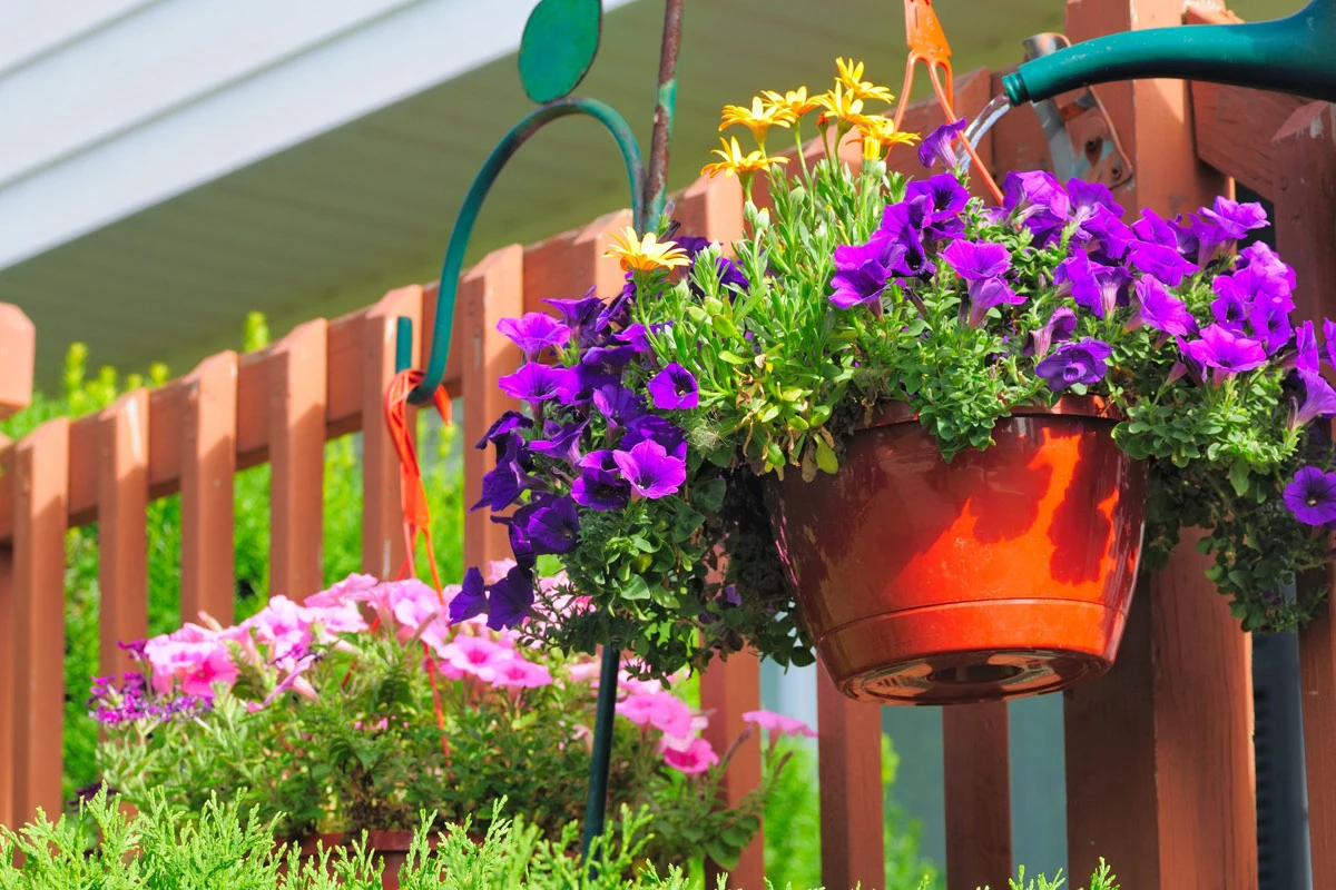 Domowa odżywka z drożdży wpłynie na lepsze kwitnienie petunii oraz surfinii