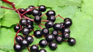 Do domowego lecznictwa nadają się wszystkie części czarnego bzu: kwiat, owoc, liście, kora i korzeń