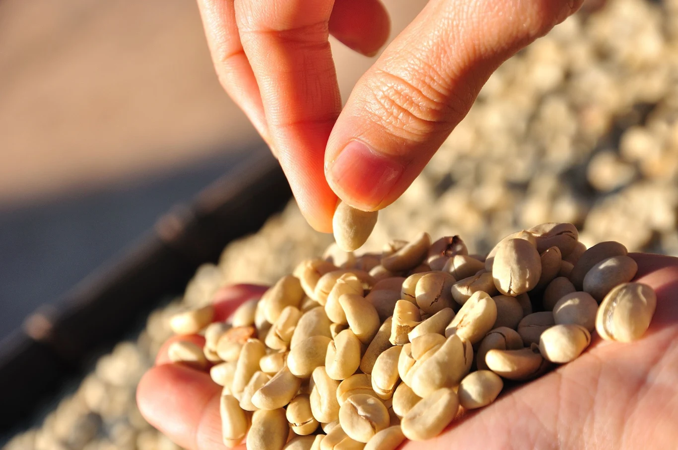 Zielona kawa wykazuje liczne działania prozdrowotne. To nic innego jak ziarna kawowca, które nie zostały jeszcze poddane procesowi palenia. Zielona kawa wykazuje liczne działania prozdrowotne. To nic innego jak ziarna kawowca, które nie zostały jeszcze poddane procesowi palenia.