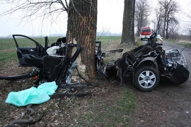 Drzewa nie wybiegają na drogi, ale zabijają zbyt dużo ludzi