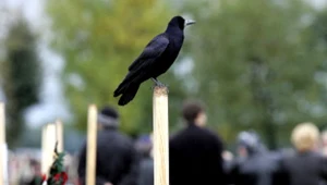 Właściciel kwiaciarni okradał groby.