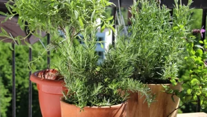 Zioła możesz hodować nawet w doniczkach na parapecie. Sprawdź, czy potrafisz je rozpoznawać i wiesz, jak działają