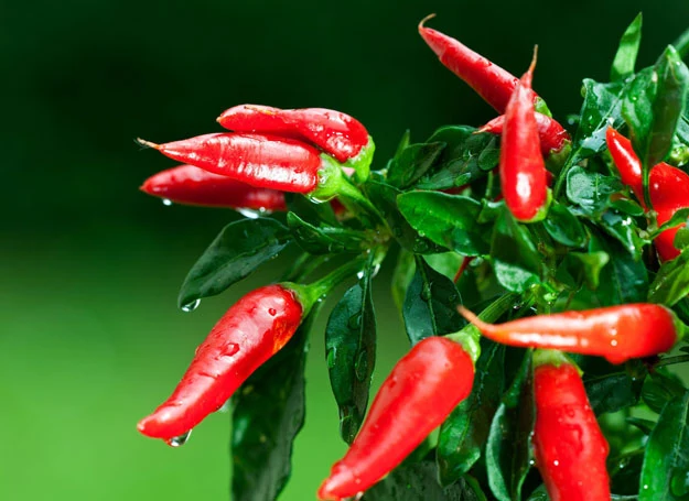 Balkon jest idealnym miejscem dla mini hodowli papryczki chili.