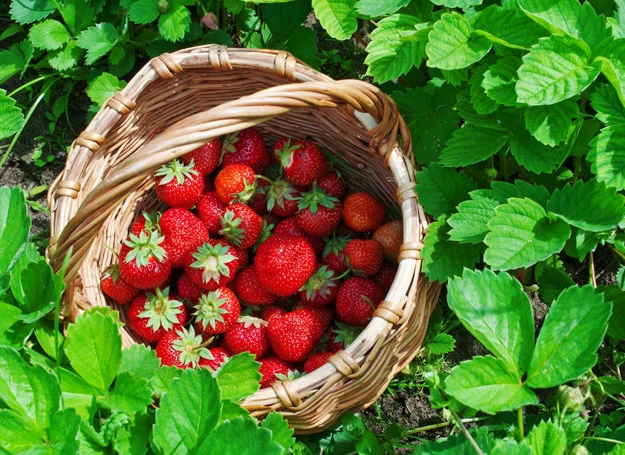 Na ceny krajowych owoców mogą mieć także wpływ truskawki pochodzące z południa Europy