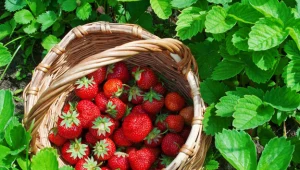 Chcesz wiedzieć, czy truskawki były pryskane? W ten sposób szybko to sprawdzisz