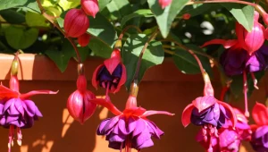 Przezimuj fuksje w ten sposób. Wiosną odwdzięczą się morzem kwiatów