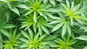 Marihuana w walce z chorobami autoimmunologicznymi