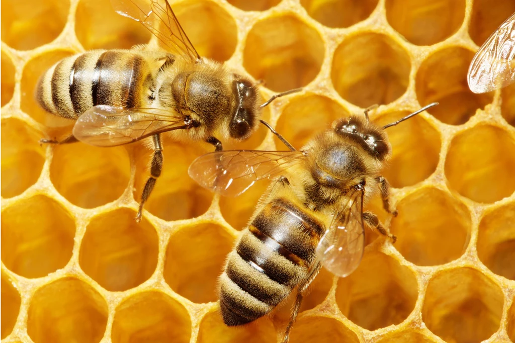 Pierzga pszczela jest łatwo przyswajalnym produktem dla naszego organizmu